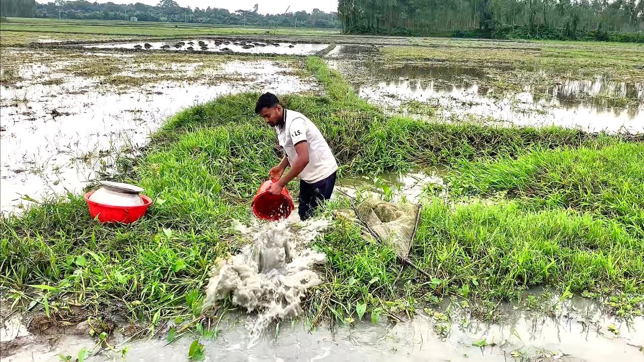 অনেক দিন পর বিলে পুরাতন ডিব কলের গর্ত সেচে মাছ ধরলাম। অনেক মাছ পেলাম (village fishing videos today).