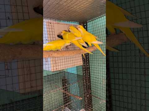 Quaker parrots #lutinomonk #joelaviary #budgies #lovebirds #amazonparrot #conure #pet #love #dog