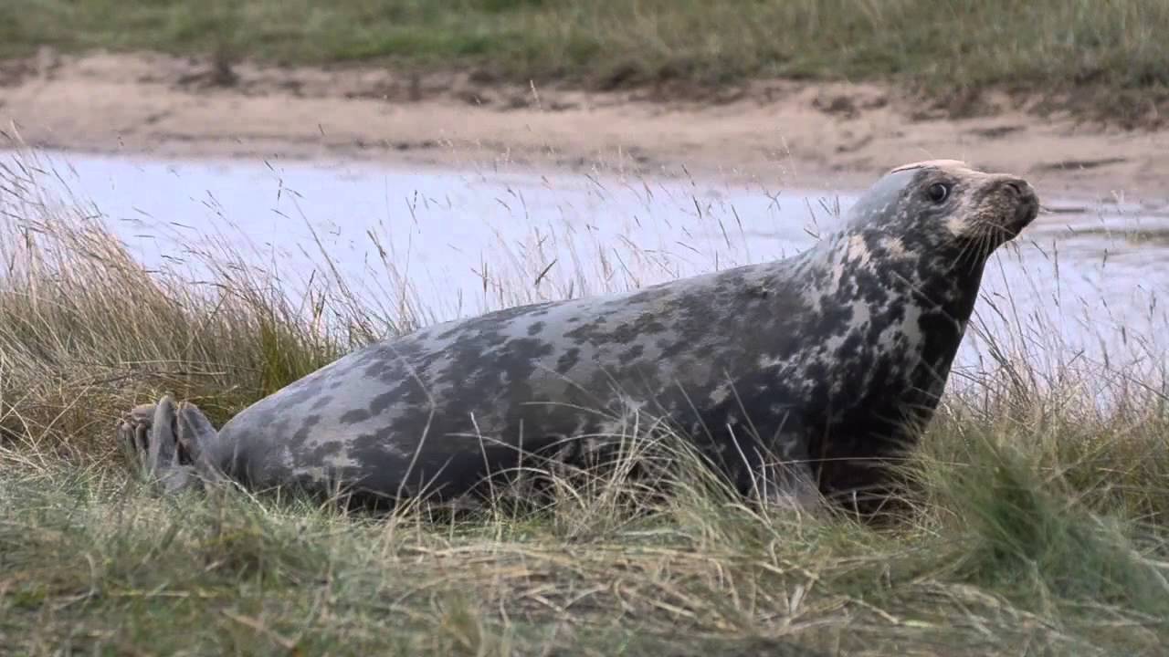 camera iphone 8 plus apk Greys Seals at Donna Nook, Lincs 2014