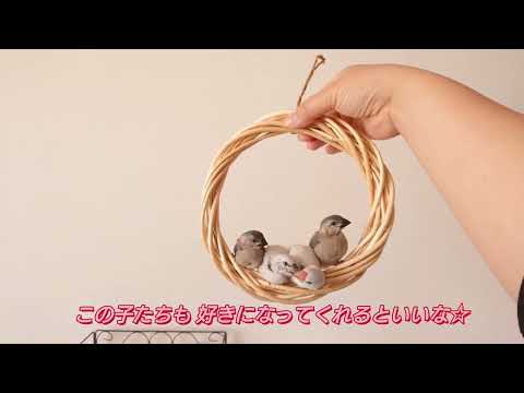【文鳥】ブランコタイムと鳥の災害対策