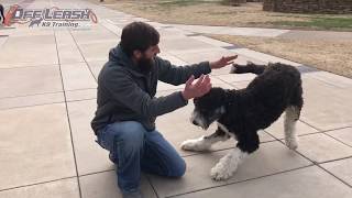 1 Year Old Bernedoodle | Best Bernedoodle Training Oklahoma | Board and Train