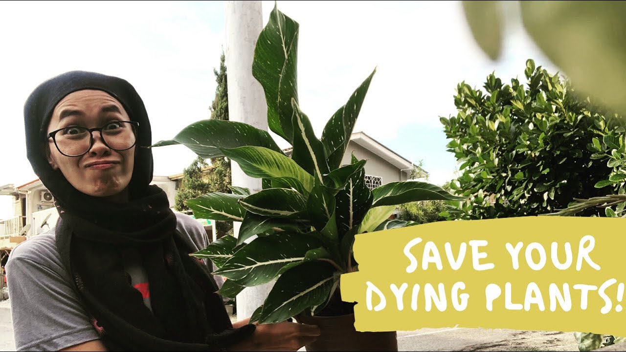 How to rescue dying plants and How to REVIVE a DYING plant Naturally