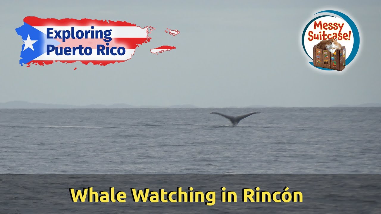 whale watching tour rincon