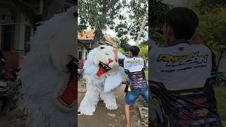 Download Lagu Mamas nabil lagi dikejar can macanan lapor om nya bawa golok MP3