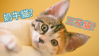 奶牛貓 + 三花貓  貓咪個性解碼/毛色 & 性格的秘密喵喵談奶牛貓與三花貓的個性