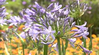 Graceful agapanthus come in different sizes