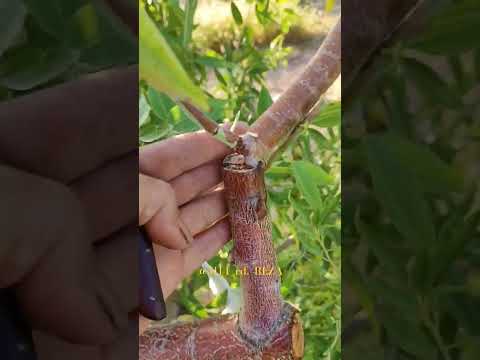 پیوند بادام Grafting Almond باغداری 