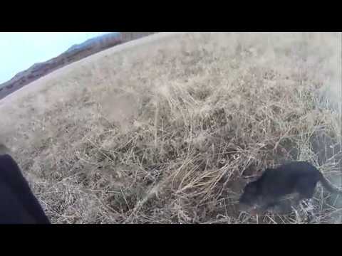 შოტლანდიური სეტერი - გორდონი  6 თვის