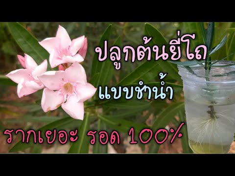 วิธีปลูกต้นยี่โถ แบบชำน้ำ รากเยอะ ปลูกแล้วรอด 100%