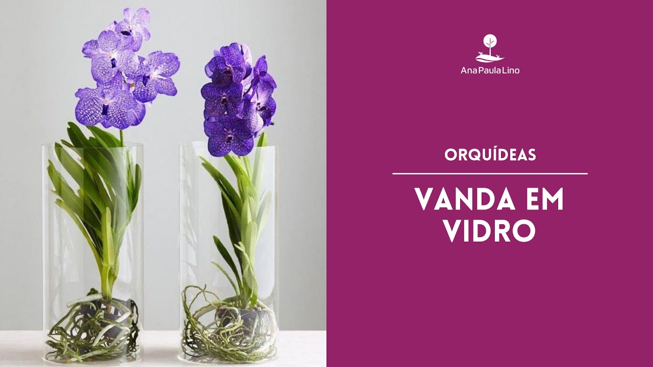 ORQUÍDEAS: Como cultivar Vanda em vidro? - thptnganamst.edu.vn