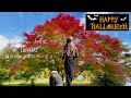 【森の暮らし】60代vlog ｜ 若返り魔法のレシピ入りまったりホクホクかぼちゃのミルクスープ｜招待状