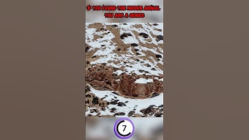 Animals Camouflage Skills, Can You Spot Them All #challenge #spot #find #animals #hidden