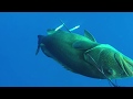 Diving a WWII era German Submarine/U-Boat wreck