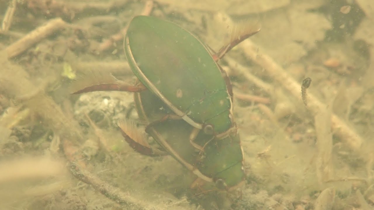 Tuimelaar/Diving beetle (Cybister lateralimarginalis) Paring/Mating