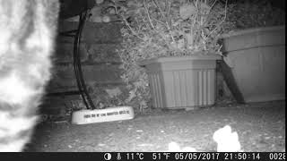 Trail Cam 0015
