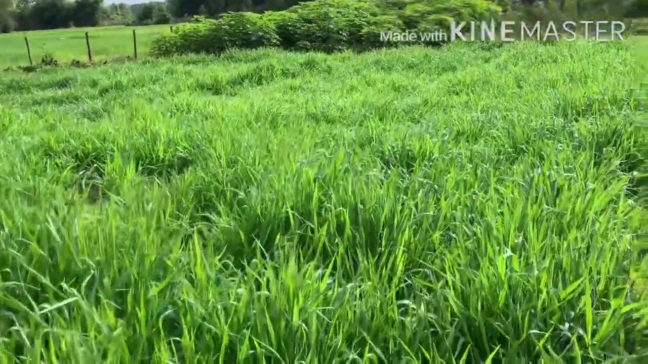 ស្មៅរូស្ស៊ី | Ruzi Grass - YouTube