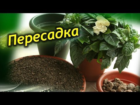 Видео: Стая Azalea: домашни грижи, снимка