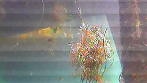 ROV-CHA First Ocean Water Test