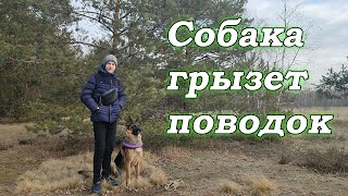 видео: Как отучить собаку кусать поводок  | Что делать если щенок грызет поводок картинка: Как отучить собаку кусать поводок  | Что делать если щенок грызет поводок