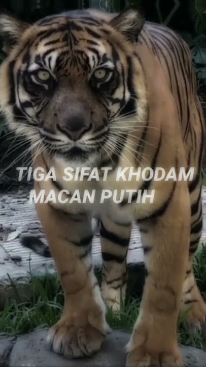 TIGA SIFAT KHODAM MACAN PUTIH,WAJIB TI TONTON