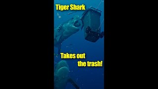 Massive Tiger Shark Takes Out the Trash! 🦈🗑️