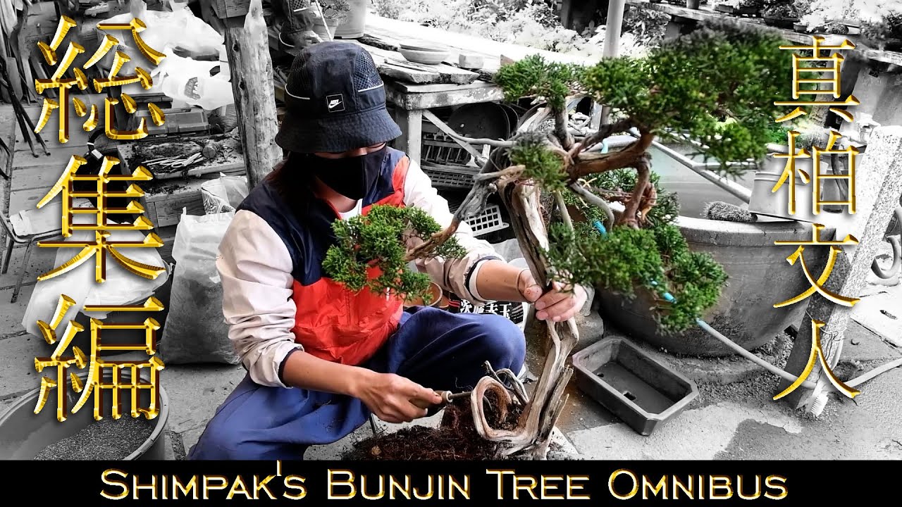 【総集編】真柏・文人木の作り方【盆栽Q】