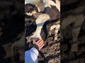Barnyard 3 movie trailer #badvibe #foryou #fyp #foryoupage... #Shorts #carmenmdphd