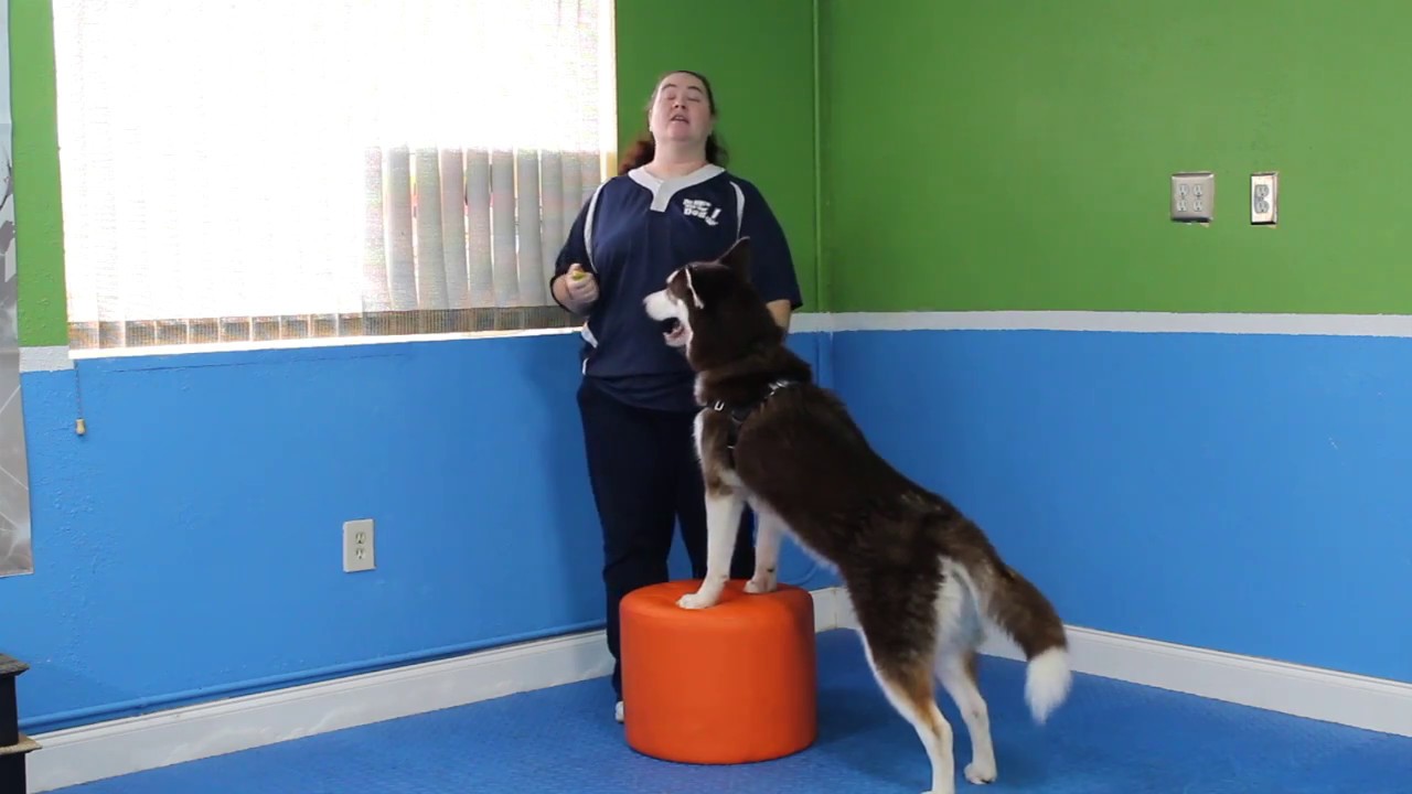 How to Teach Your Dog the Paws Up and Off Tricks! YouTube