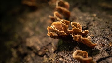 The BEST BUDGET Macro Lens! 7Artisans 60mm 2.8 Review & Sample Images