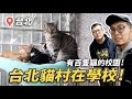 【台北貓村在學校！有百隻貓的校園！】#狸銘調查室 EP.4 志銘與狸貓