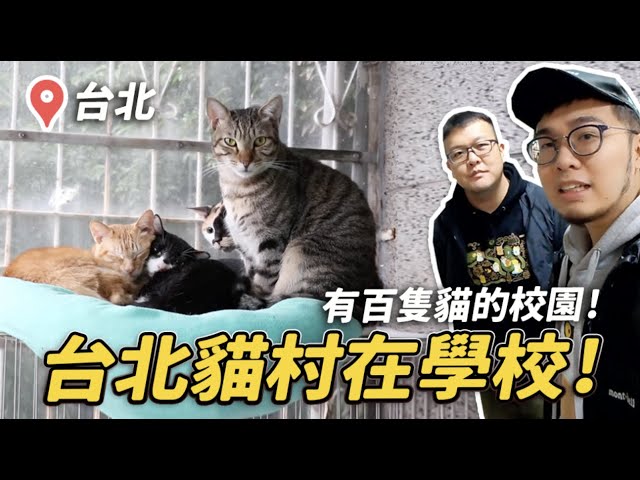 【台北貓村在學校！有百隻貓的校園！】#狸銘調查室 EP.4 志銘與狸貓