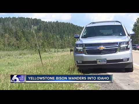 Yellowstone bison wanders into Idaho