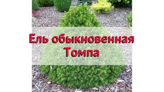 Ель обыкновенная Томпа (tompa) 🌿 Обзор: посадка и уход. саженцы ели Томпа: описание и особенности