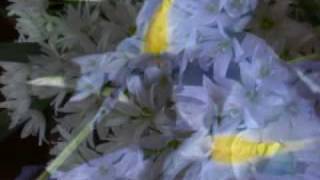 Flowers (montage).mp4 music by Omar Acram