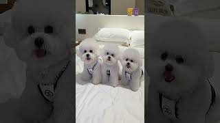 Puppies go wild and have a blast outdoors! #BichonFrise #CutePetDebut #PetDailyVlogs...