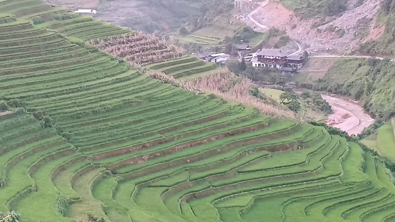 Yuotube Rice Field go see the rice fields - YouTube