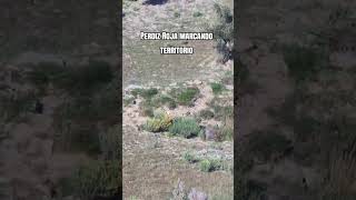 PERDIZ ROJA MARCANDO TERRITORIO. ¡VIVA LA CAZA🇪🇸!
