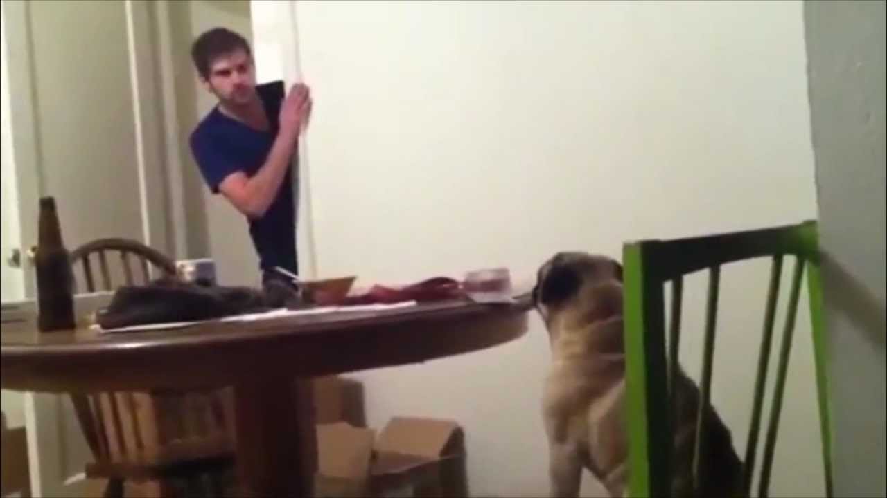 Harlem Shake Pug Edition Youtube