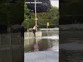People swim, fish and paddleboard in flooded roundabout left underwater in flash floods