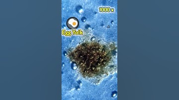 🥚 Egg ZOOM in under microscope 🔬| Egg Closeup| #egg #chicken #shorts #zoom