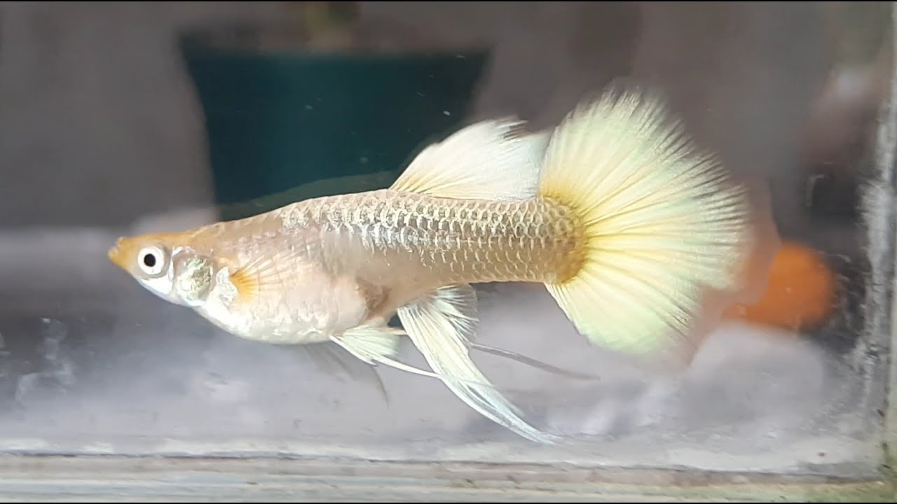 Udpakning Precipice Monarch 4 New Interesting Guppy Fish Strains! Moscow, Dragon, Gold, Tuxedo! -  YouTube