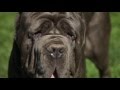 NEAPOLITAN MASTIFF: A DOG LOVER'S INTRODUCTION の動画、YouTube動画。