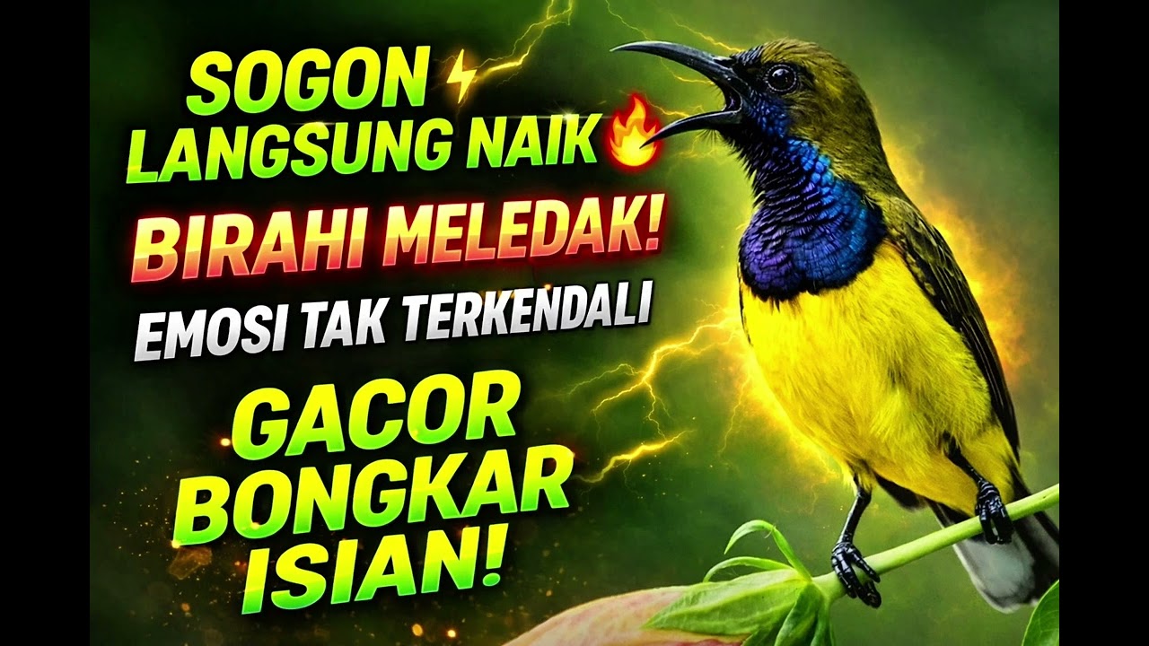 Pendongkrak Emosi & Birahi Sogon! 5 Detik Langsung NAIK 🔥 Gacor Bongkar Isian