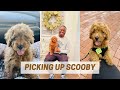 I GOT A PUPPY! | F1BB Mini Goldendoodle Vlog