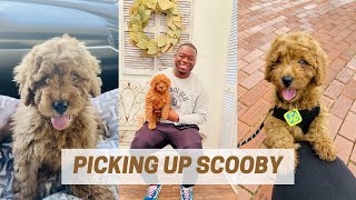 I GOT A PUPPY! | F1BB Mini Goldendoodle Vlog