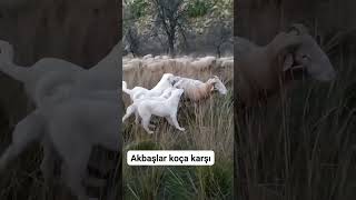 Akbaş Çoban Köpeği Şçobanköpeği Ş
