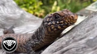 Basic set up/ care: Cunningham skink