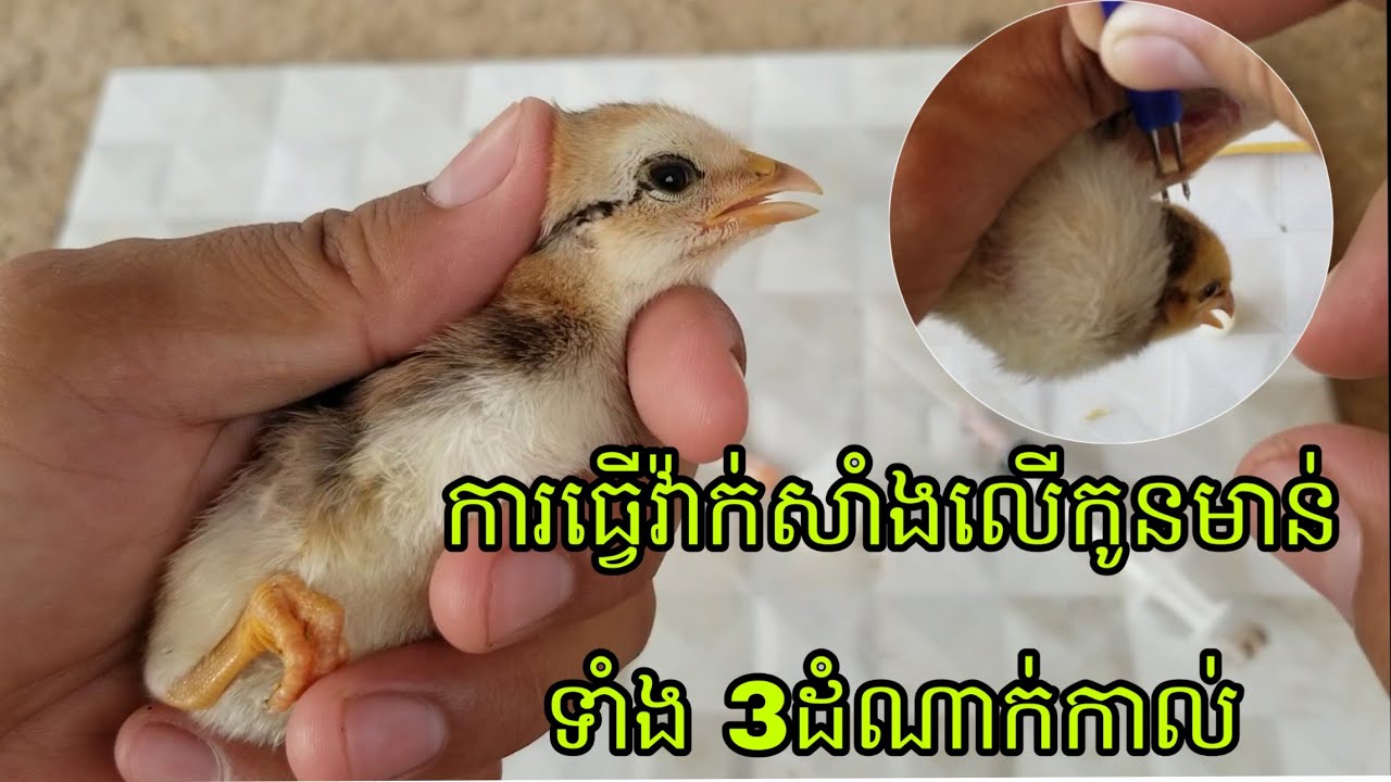 ការធ្វើវ៉ាក់សាំងលើកូនមាន់ទាំង3ដំណាក់កាល ( វគ្គ ១ ) _Vaccination of all stages ( Part 1)