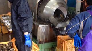石巻 小渕浜 牡蠣漁牡蠣殻清掃機械A2017.02.05