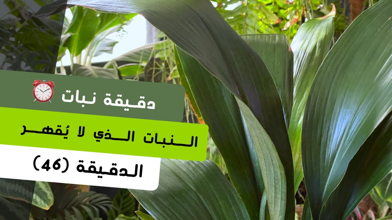 دقيقة نبات |٤٦| النبات الذي لا يقهر Aspidistra